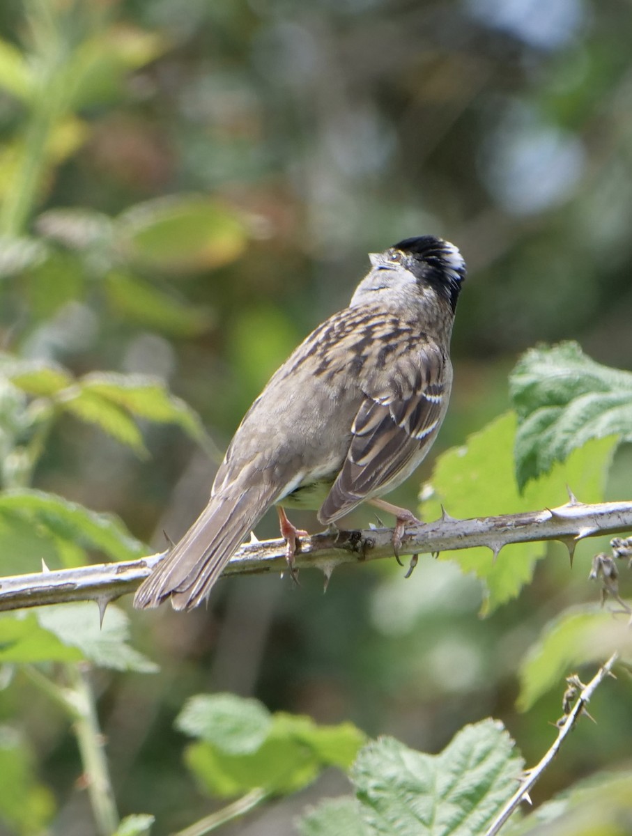 White-crowned Sparrow - ML619268287