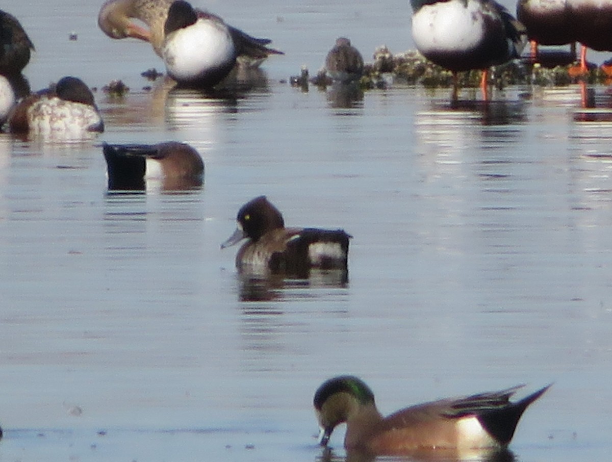 Tufted Duck - ML619268288