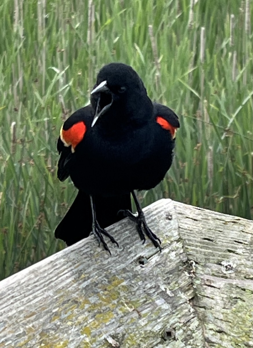 Red-winged Blackbird - ML619268299