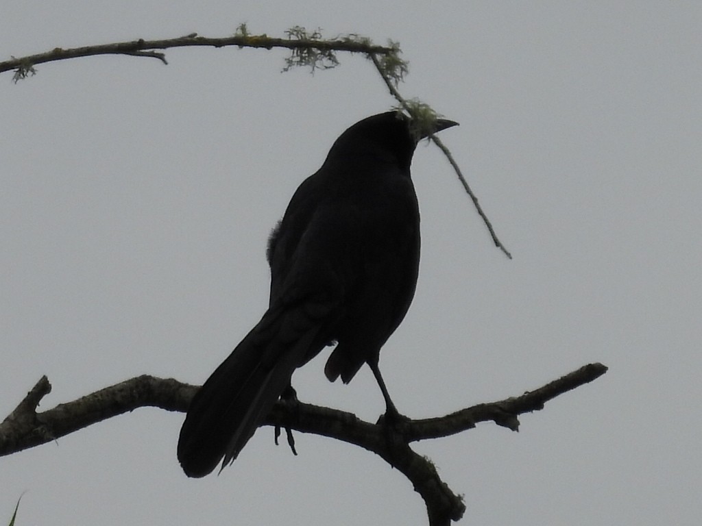 Great-tailed Grackle - ML619268329
