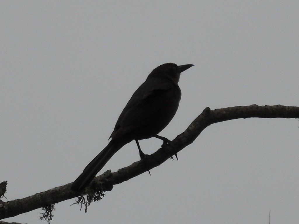 Great-tailed Grackle - ML619268330