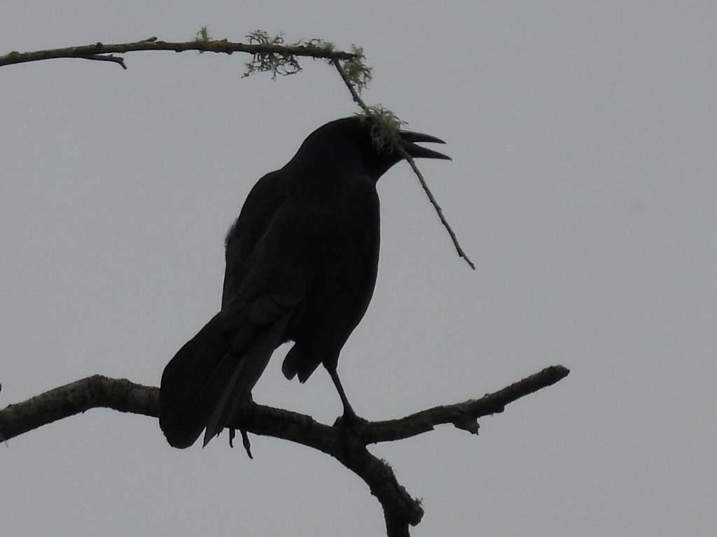 Great-tailed Grackle - ML619268331