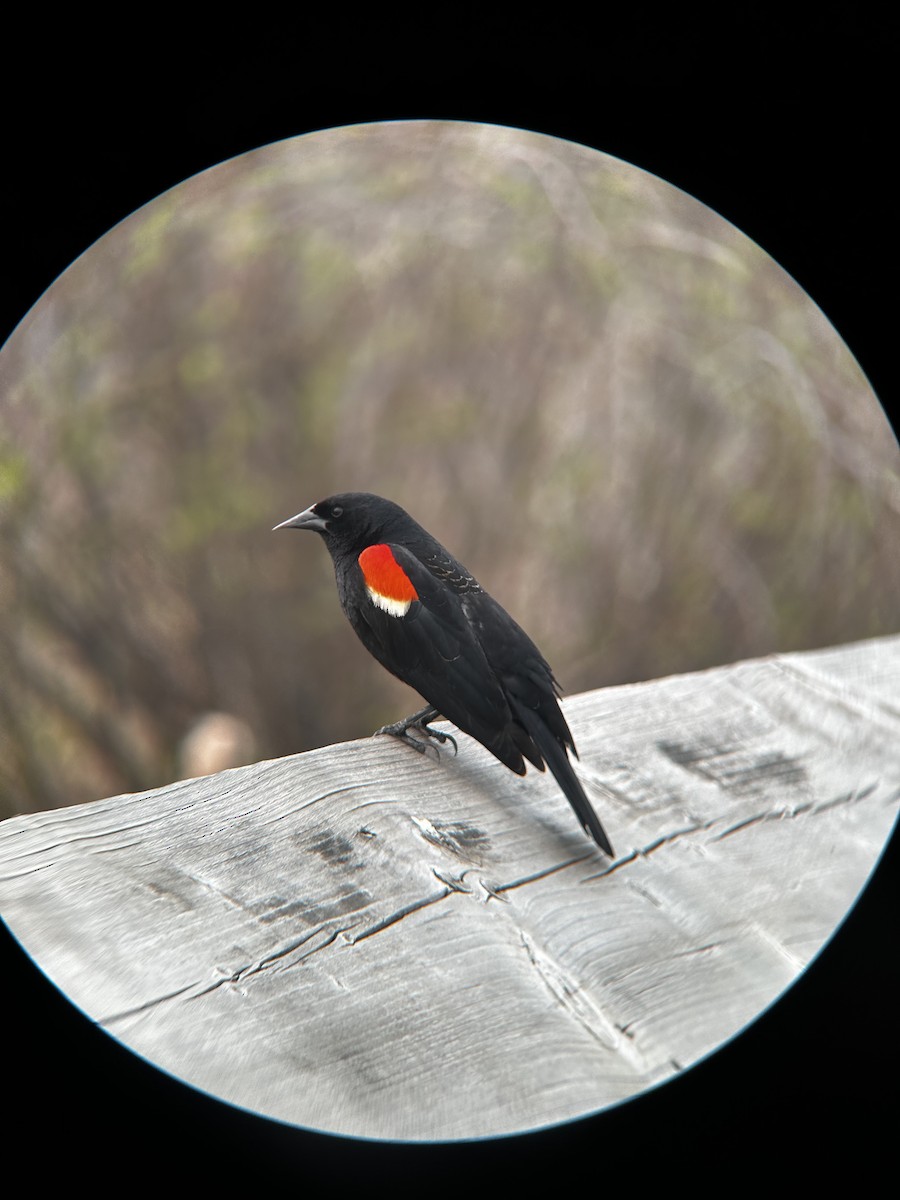 Red-winged Blackbird (Red-winged) - ML619268345