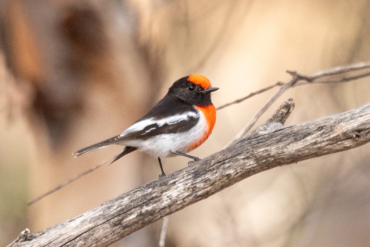 Red-capped Robin - ML619268434