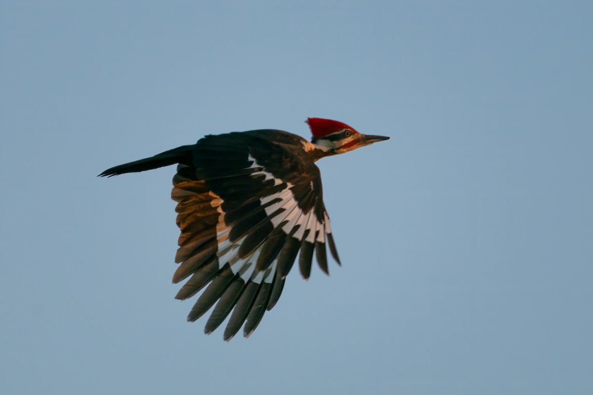 Pileated Woodpecker - ML619268473