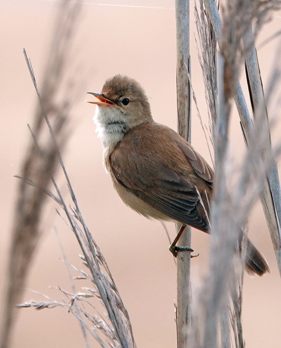 Common Reed Warbler - ML619268509