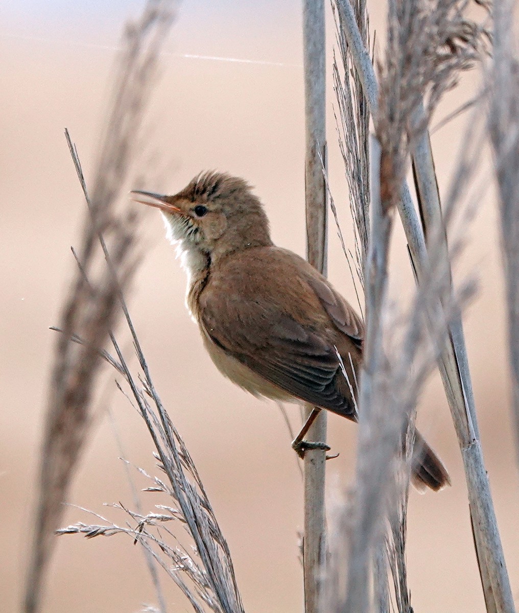 Common Reed Warbler - ML619268510