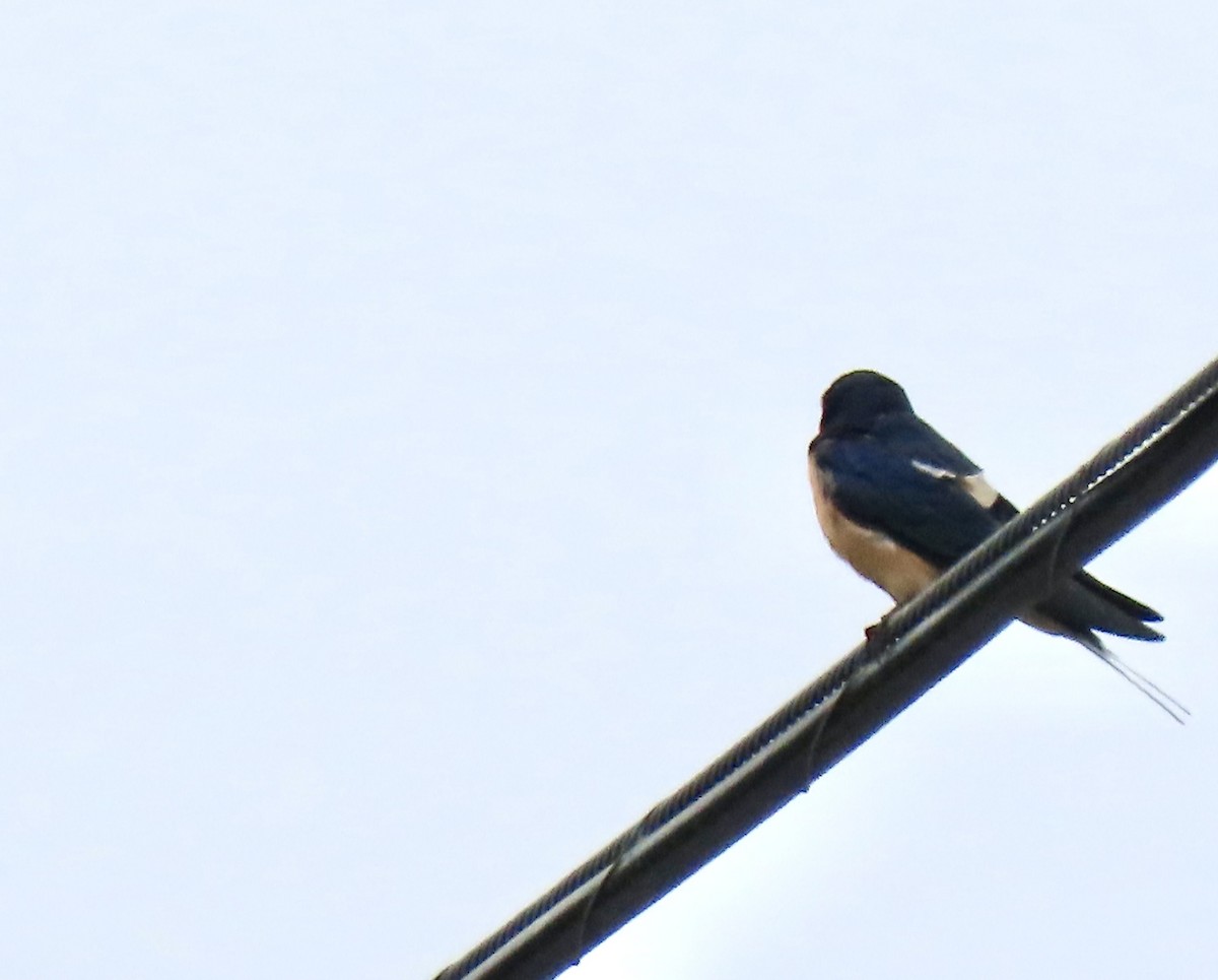 Barn Swallow - ML619268578