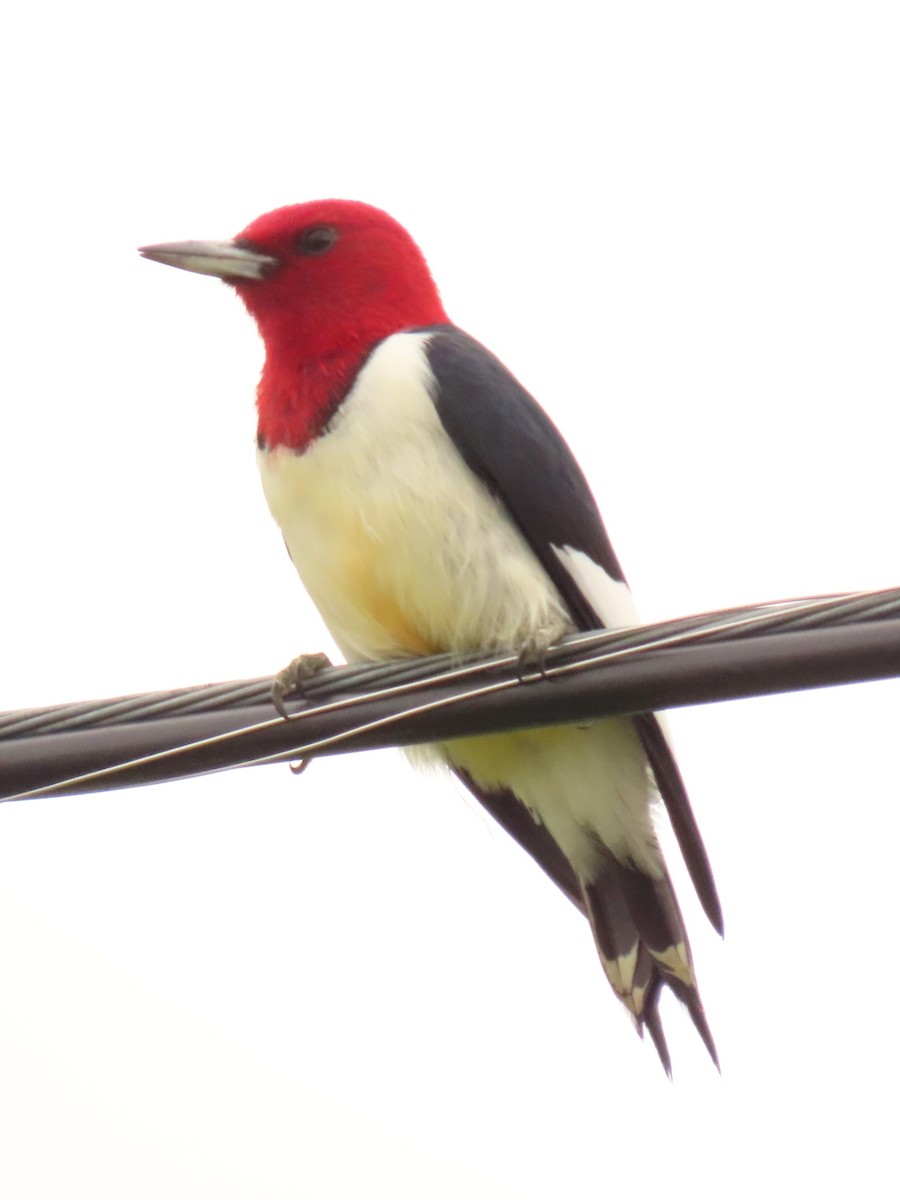 Red-headed Woodpecker - ML619268579