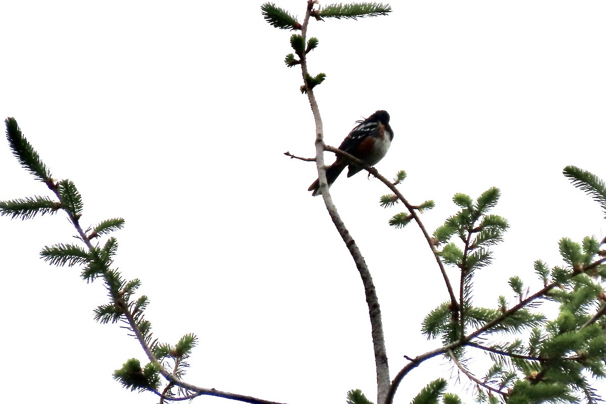 Spotted Towhee - ML619268580