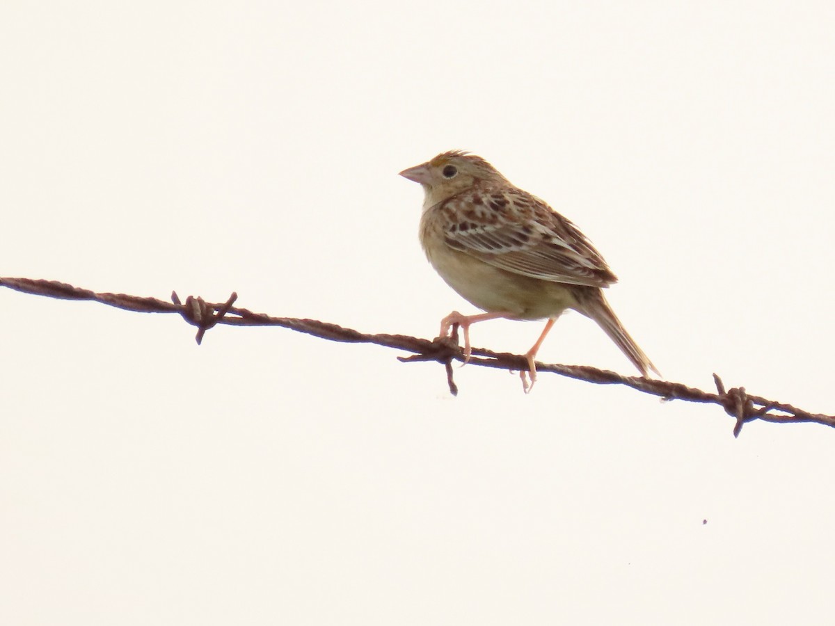 Grasshopper Sparrow - ML619268596