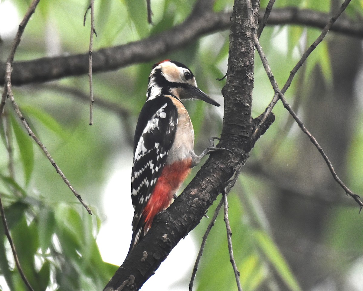 Great Spotted Woodpecker - ML619268661