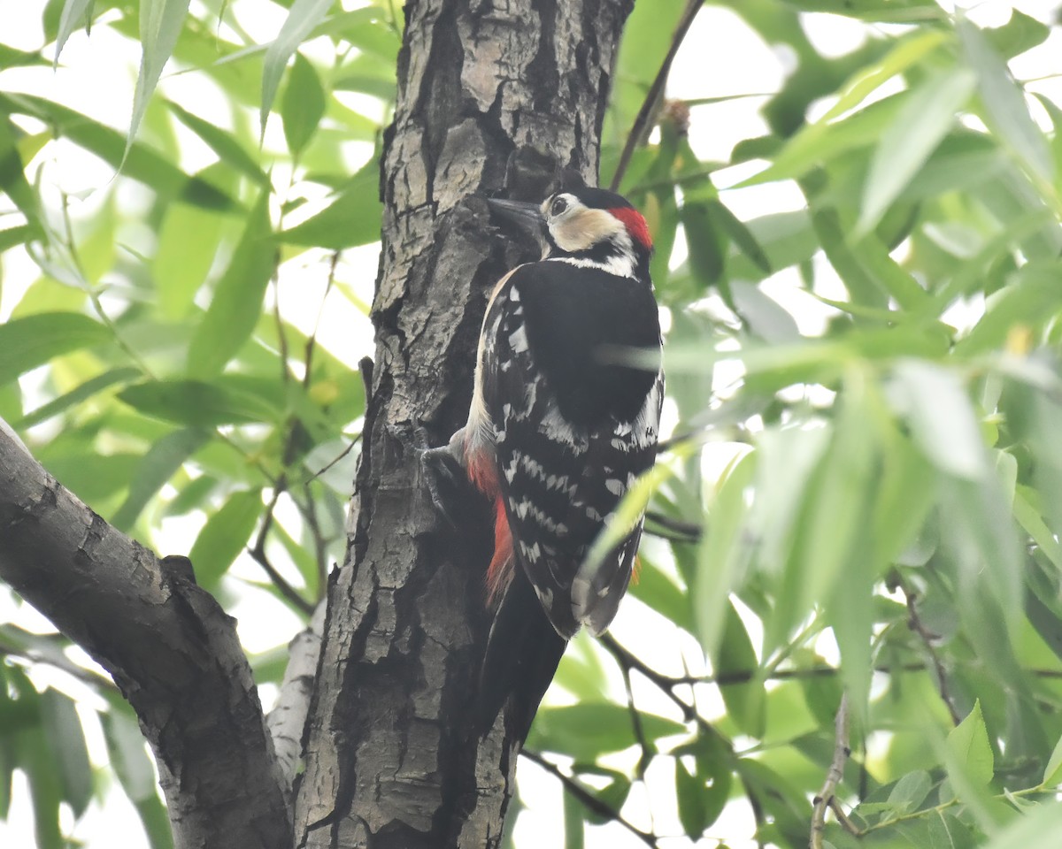 Great Spotted Woodpecker - ML619268666