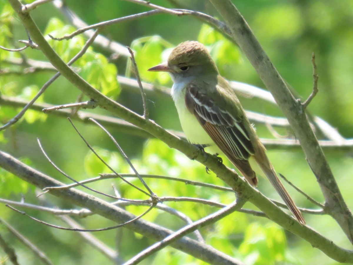 Great Crested Flycatcher - ML619268690