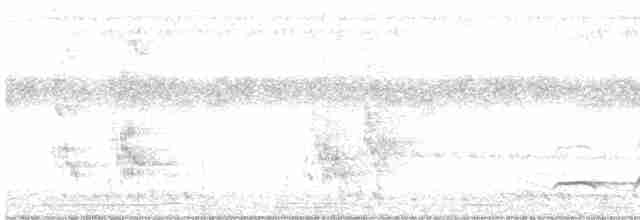 Зозуля білогорла - ML619268707