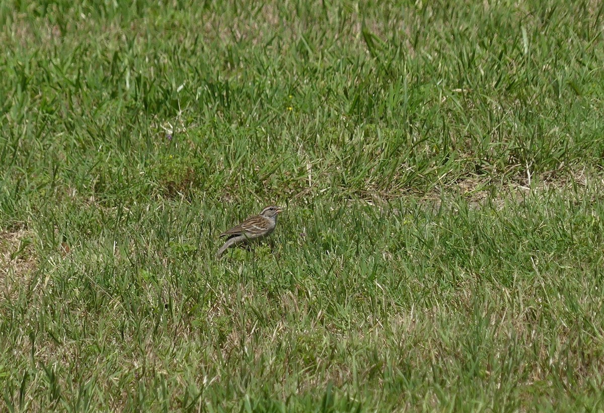 Chipping Sparrow - ML619268708