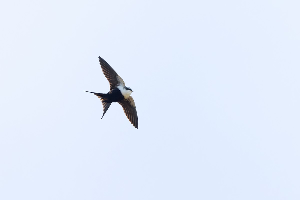 White-backed Swallow - ML619268718