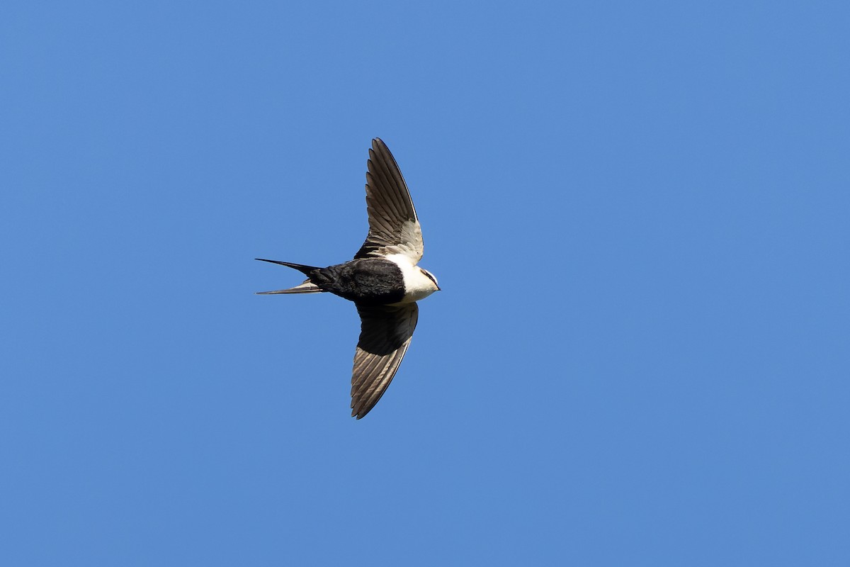 White-backed Swallow - ML619268720