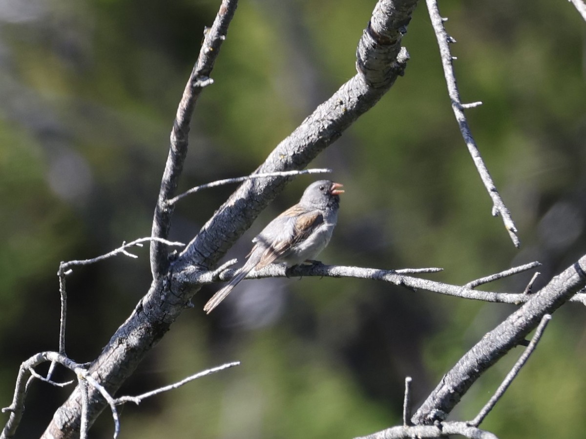 Black-chinned Sparrow - ML619268728