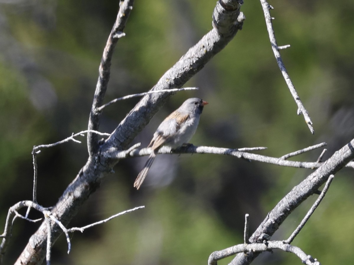 Black-chinned Sparrow - ML619268729