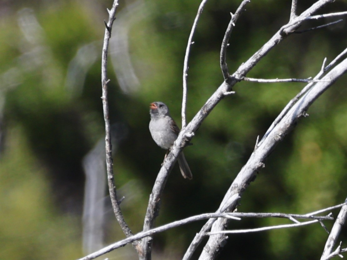 Black-chinned Sparrow - ML619268737
