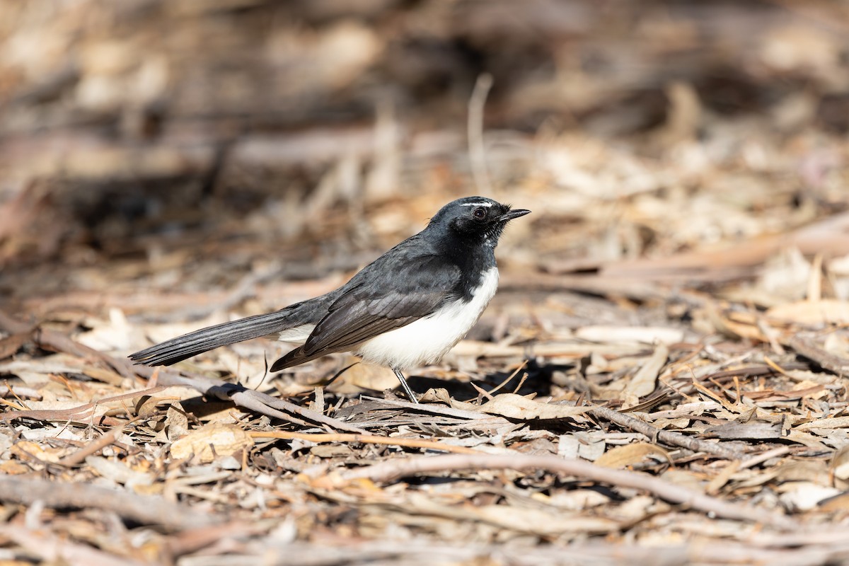 Willie-wagtail - ML619268743