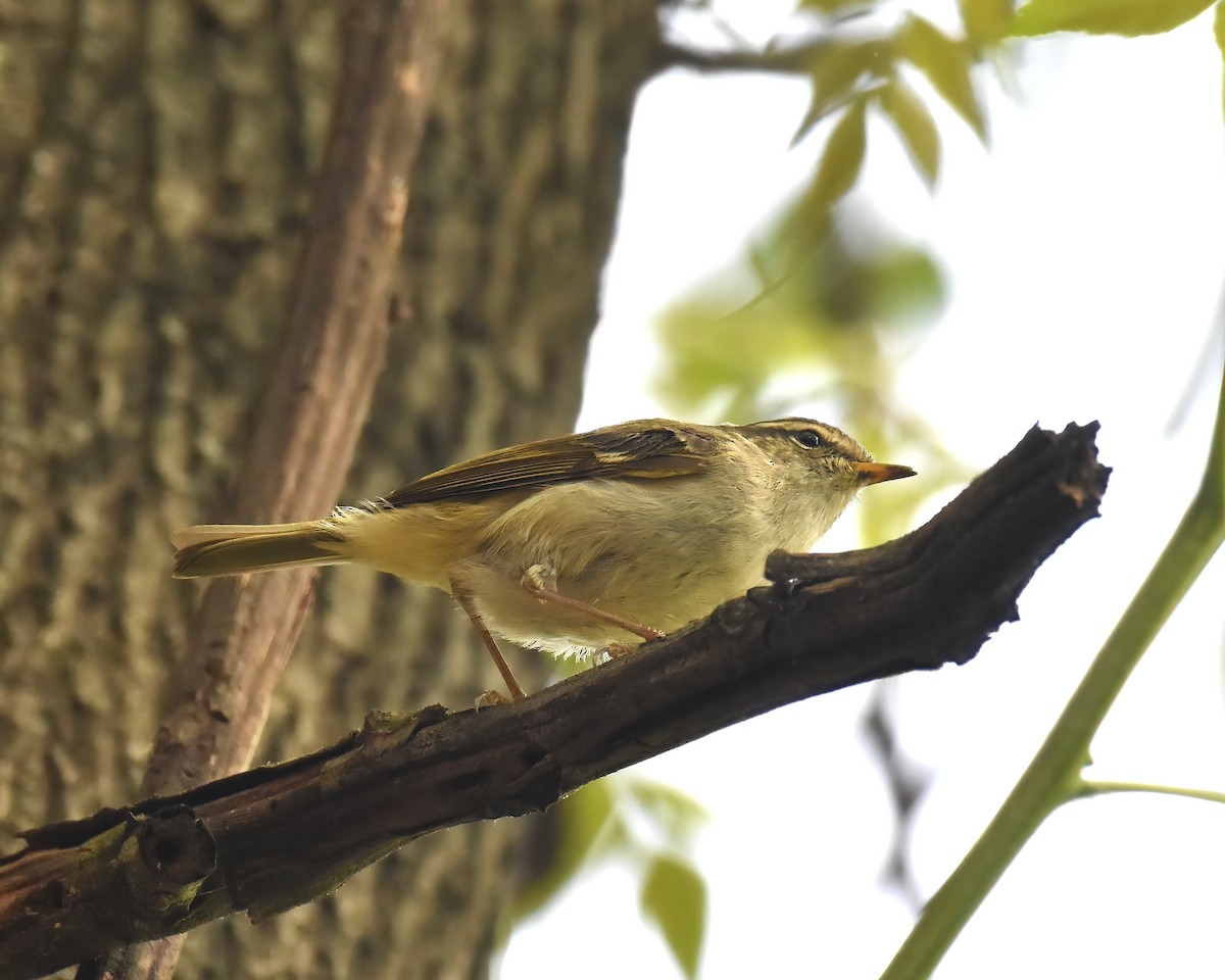 Yellow-browed Warbler - ML619268757