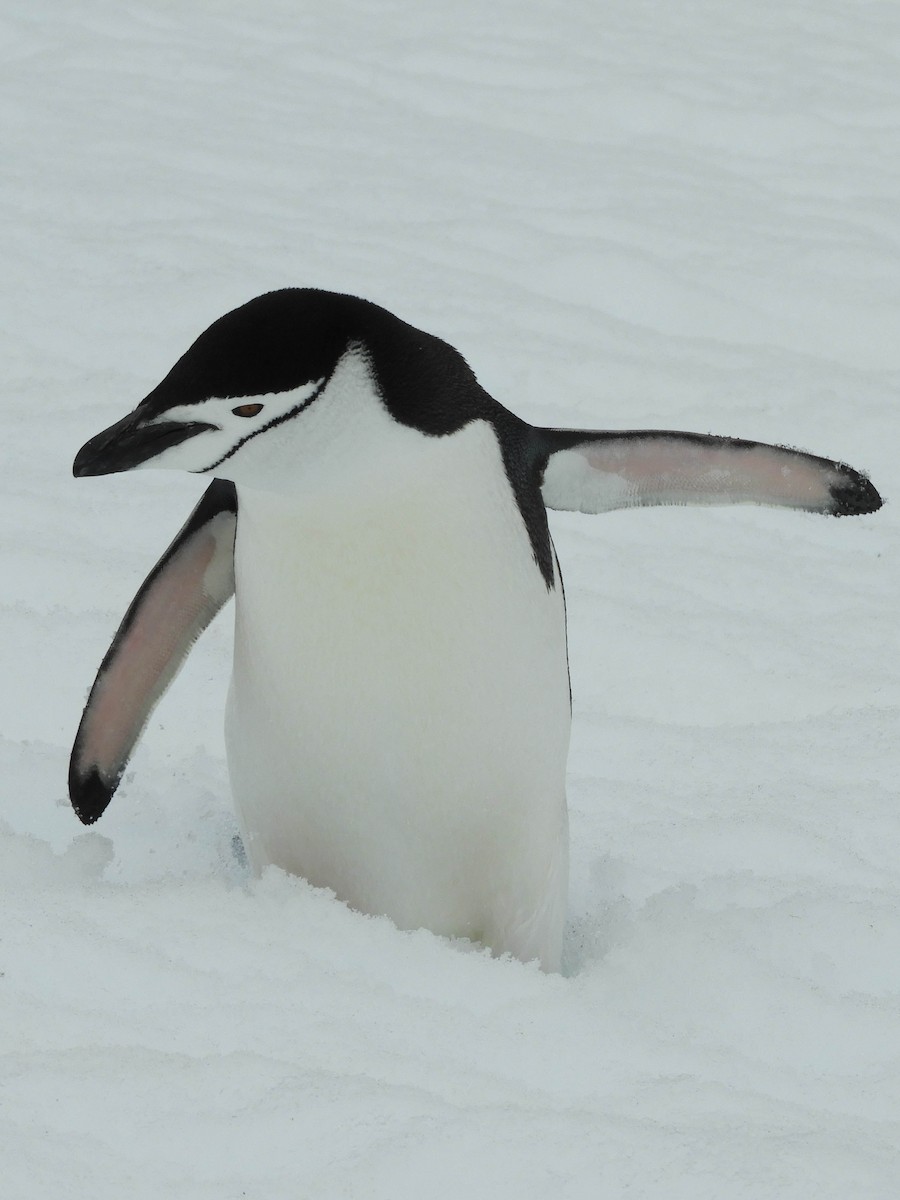 Антарктический пингвин - ML619269087
