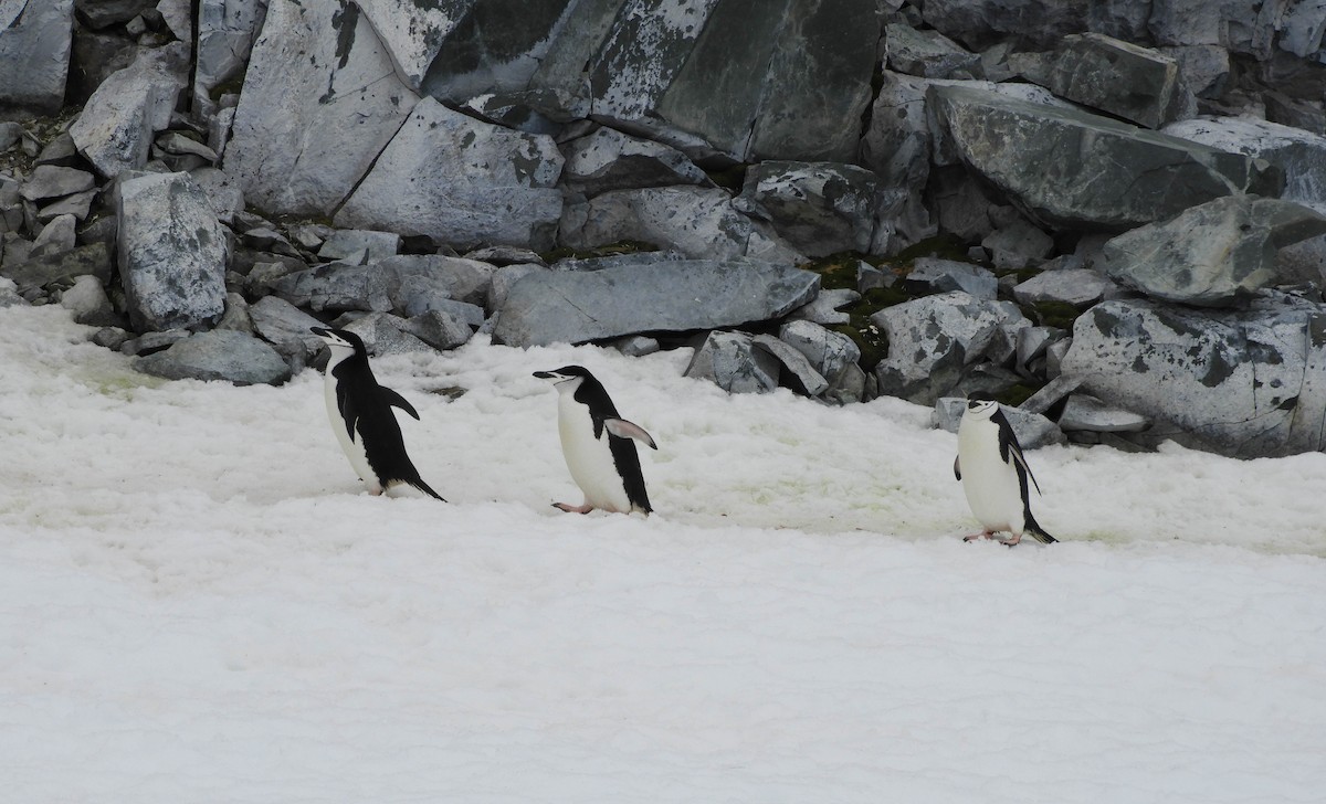 Пінгвін антарктичний - ML619269089