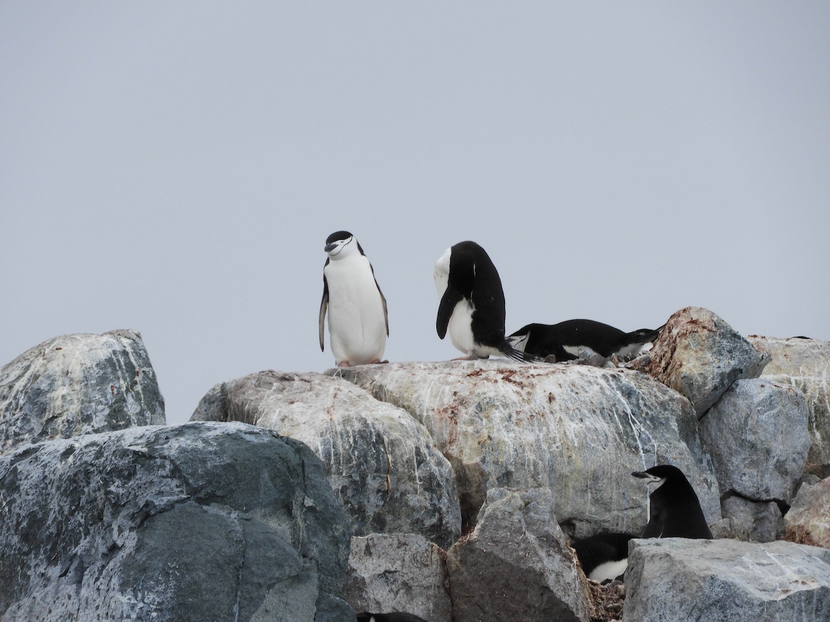 Антарктический пингвин - ML619269091