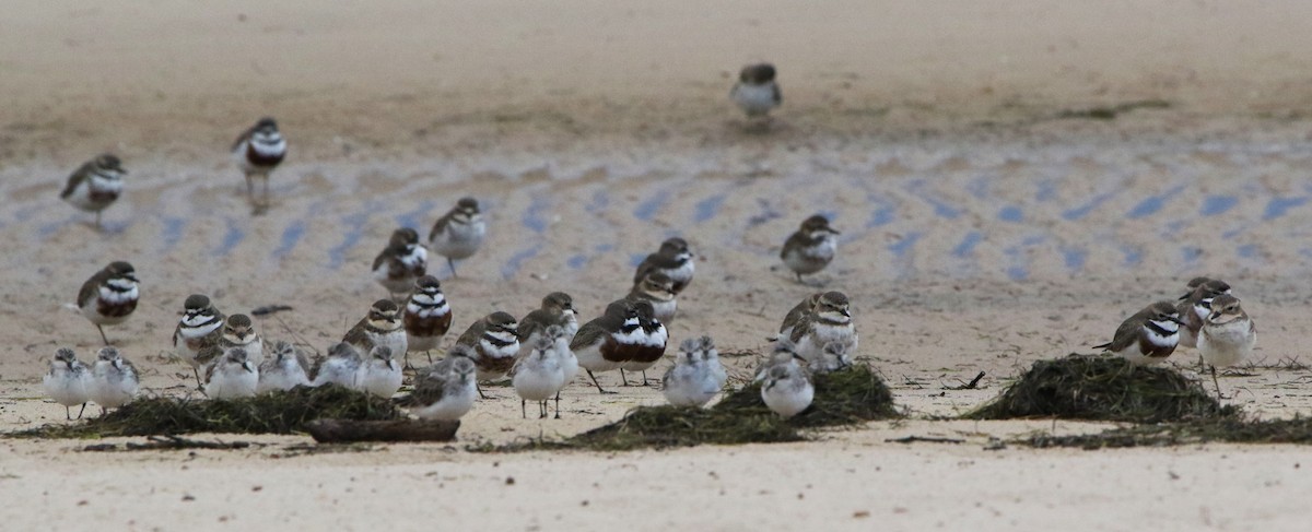 Double-banded Plover - ML619269169
