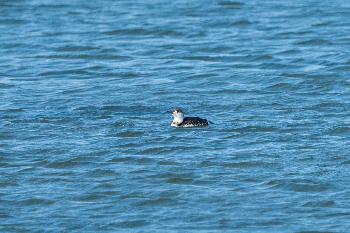 Red-throated Loon - ML619269177