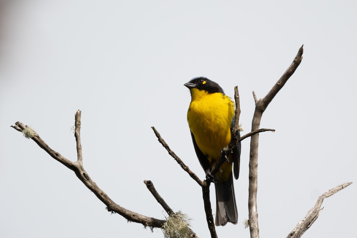 Black-cheeked Mountain Tanager - ML619269228