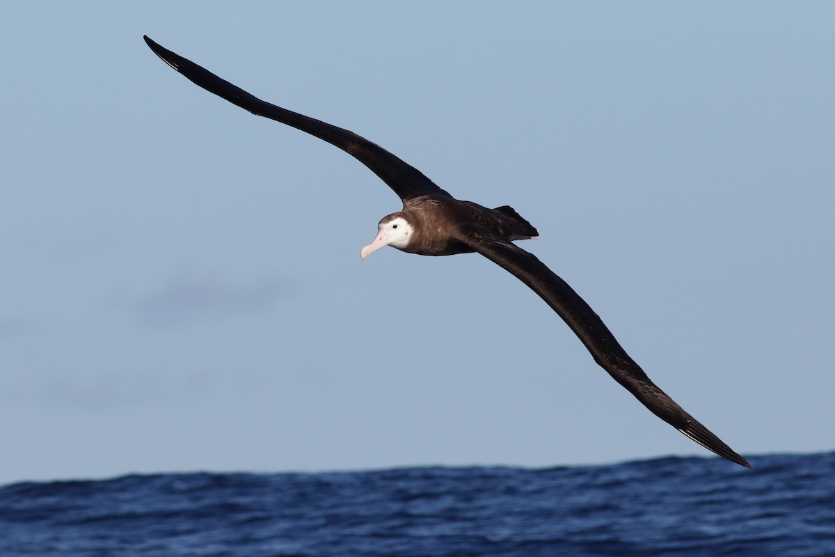 Antipodean Albatross (Gibson's) - ML619269248