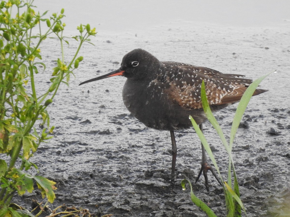Spotted Redshank - ML619269269