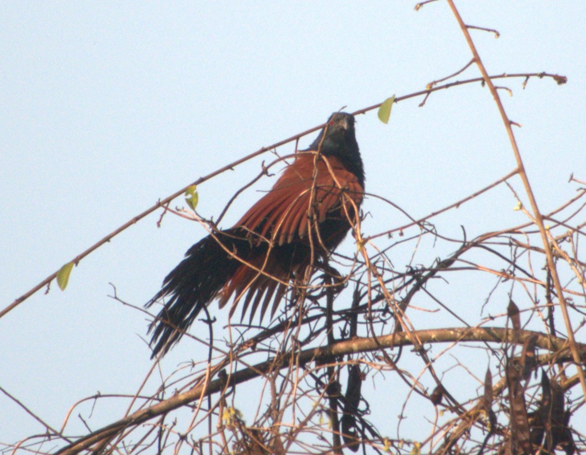 Greater Coucal - ML619269303