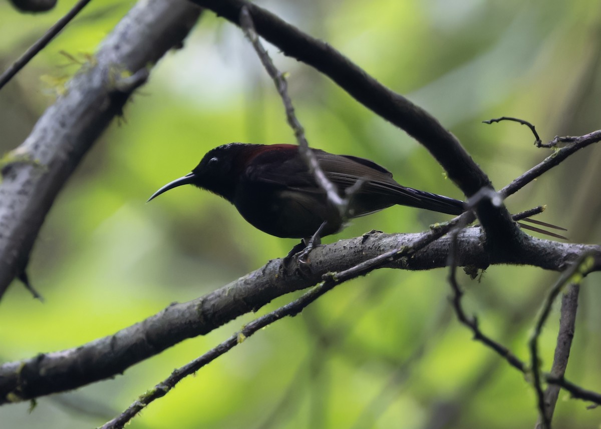 Black-throated Sunbird - ML619269368