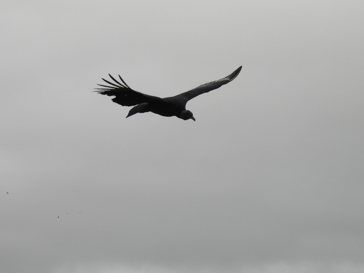 Black Vulture - ML619269407
