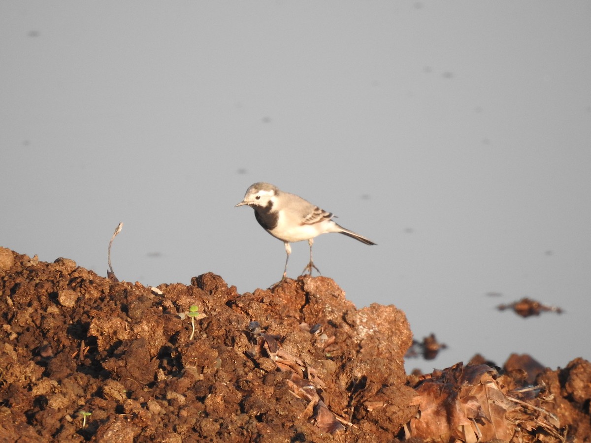 White Wagtail (White-faced) - ML619269425