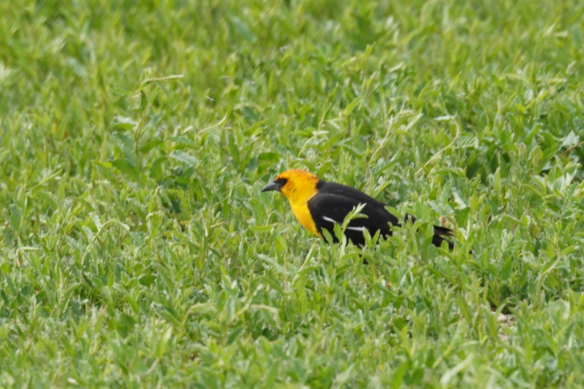 Yellow-headed Blackbird - ML619269434