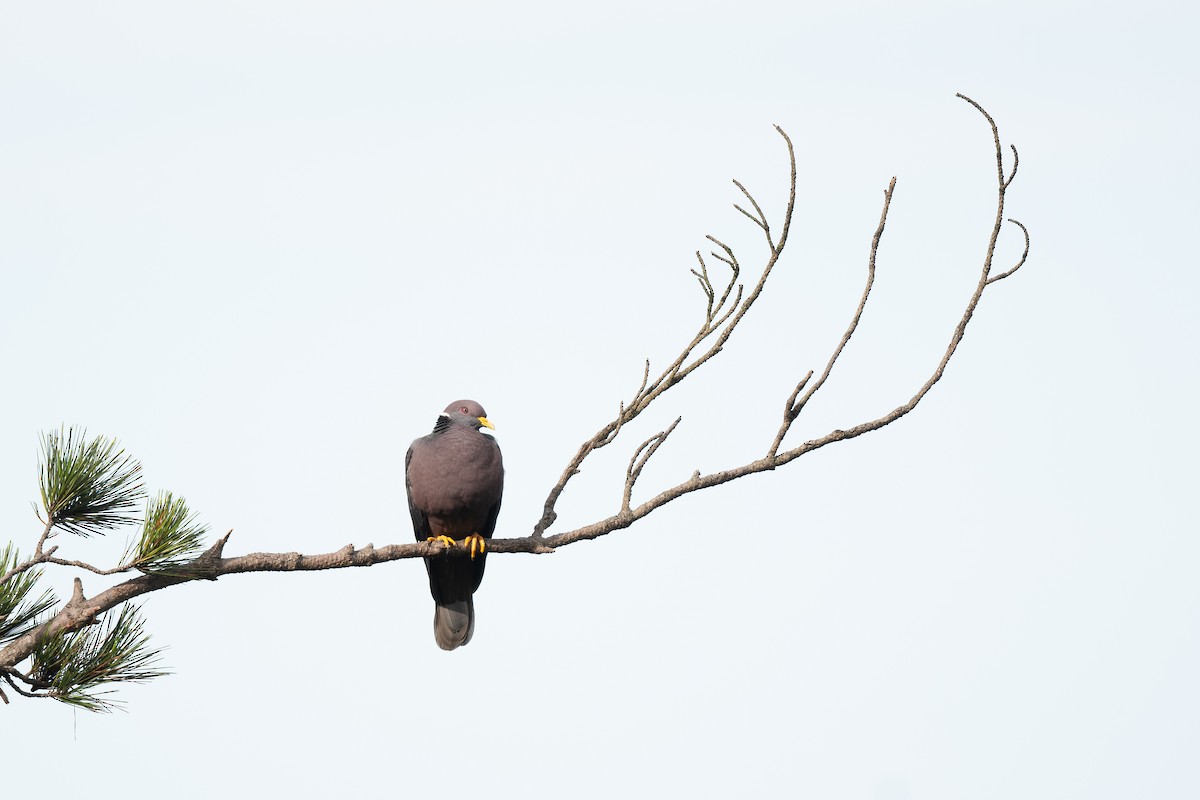 Band-tailed Pigeon - ML619269439