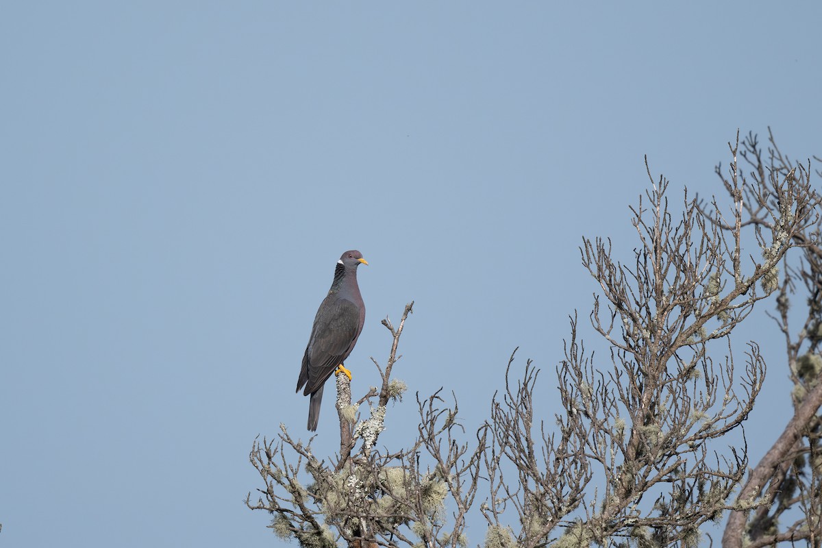 Band-tailed Pigeon - ML619269440
