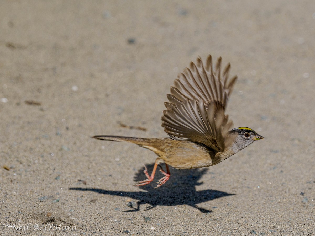 Golden-crowned Sparrow - ML619269452