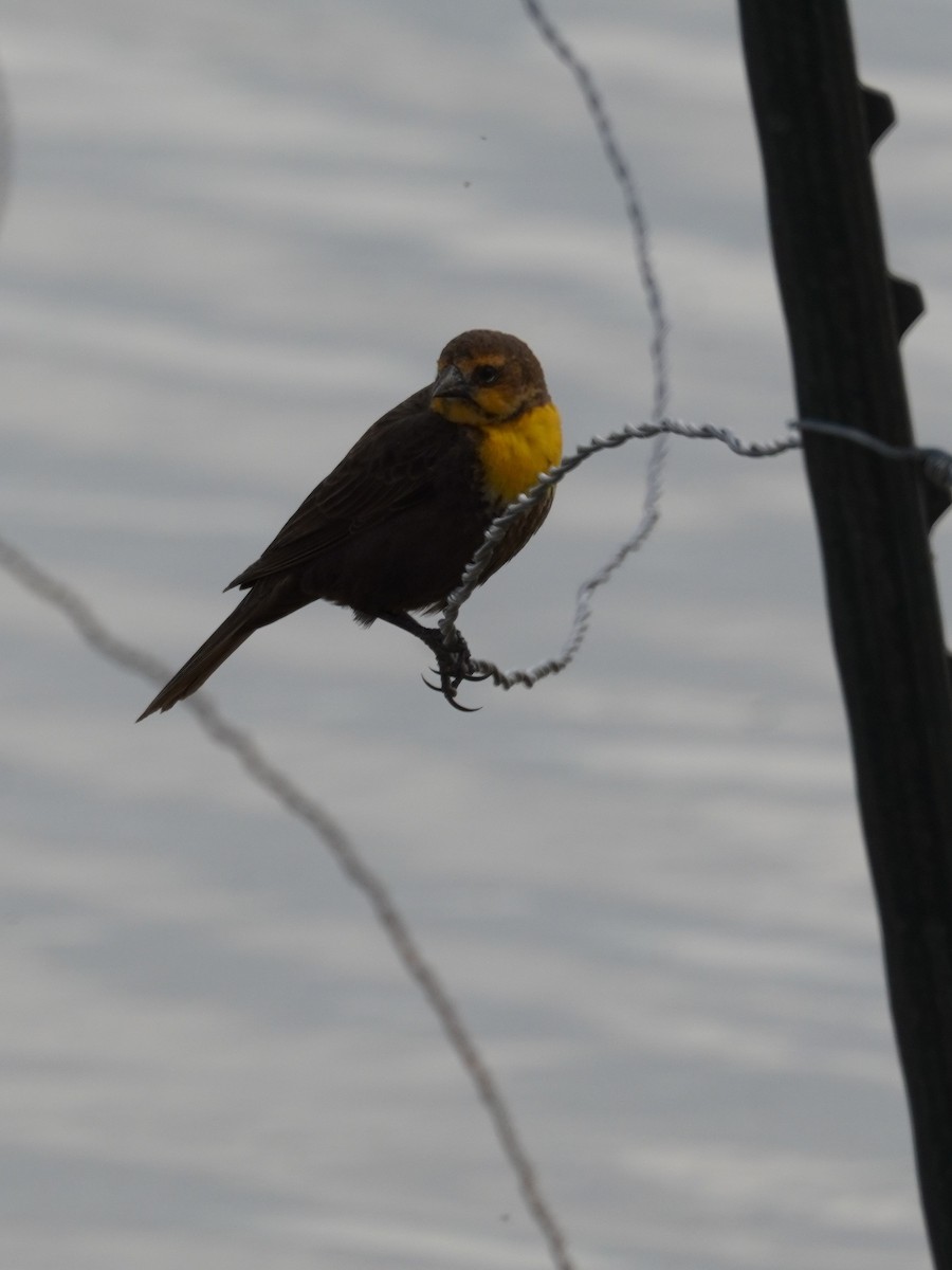 Yellow-headed Blackbird - ML619269453