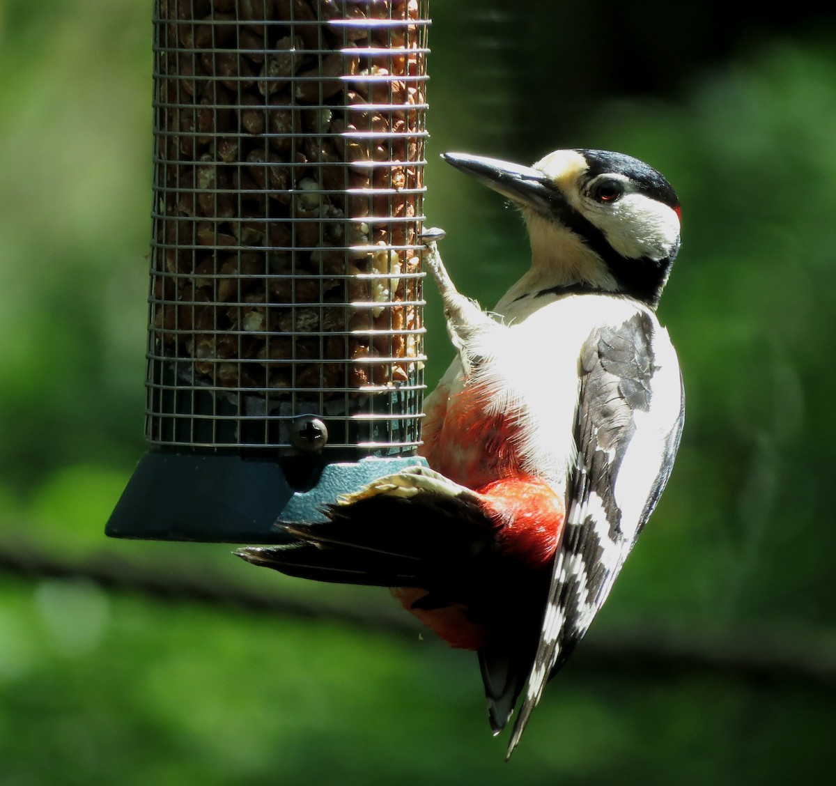 Great Spotted Woodpecker - ML619269514