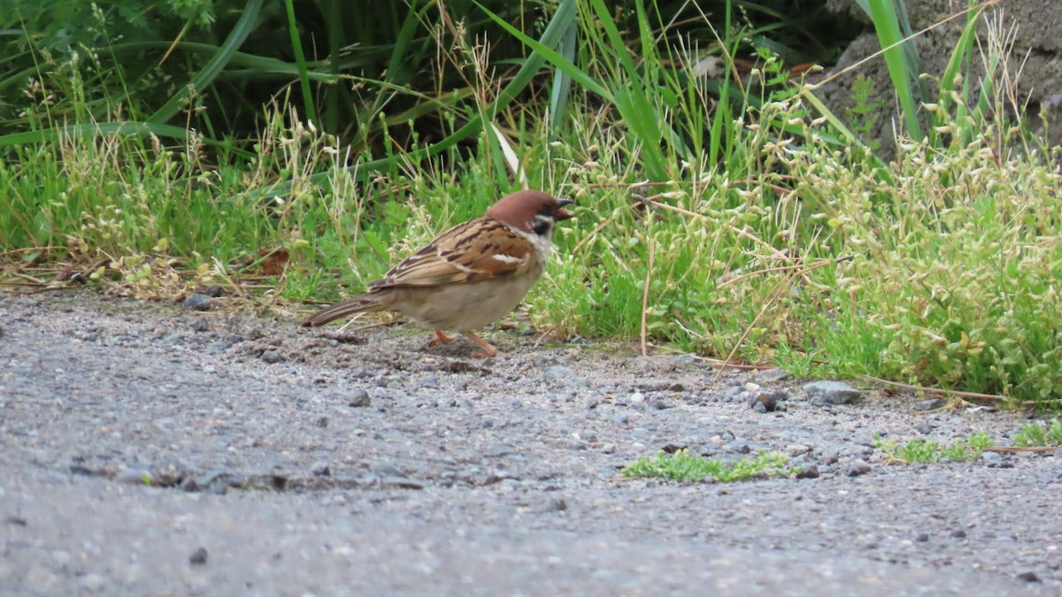 Eurasian Tree Sparrow - ML619269558