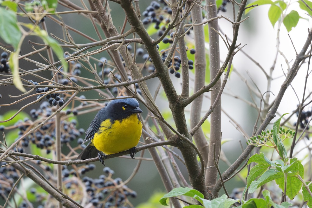 Black-cheeked Mountain Tanager - ML619269561