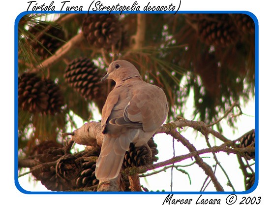 Eurasian Collared-Dove - ML619269583