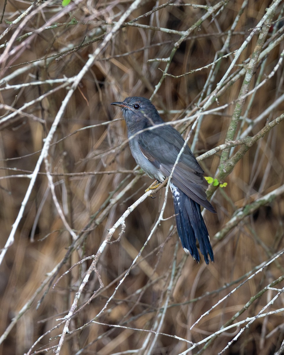 Gray-bellied Cuckoo - ML619269671