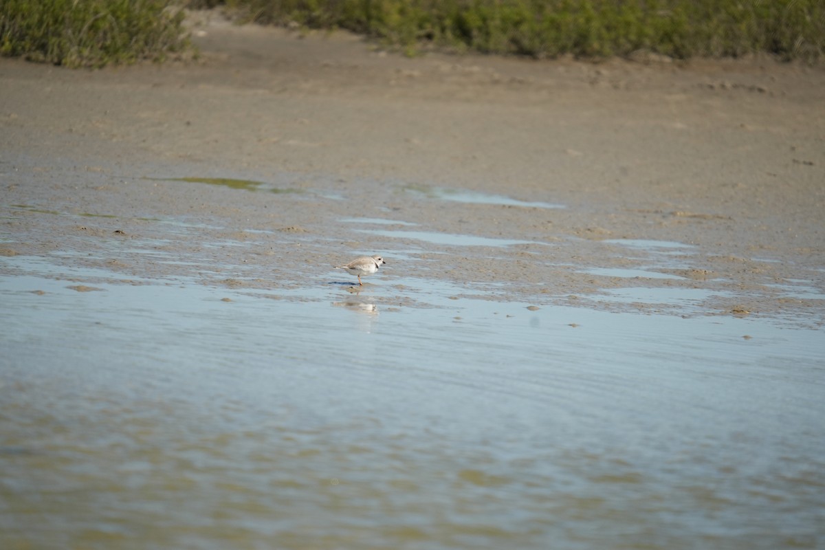 Piping Plover - ML619269743
